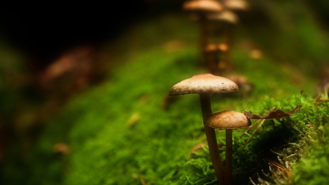 Fungi Fun: Unleash Your Green Thumb with Mushroom Growing!