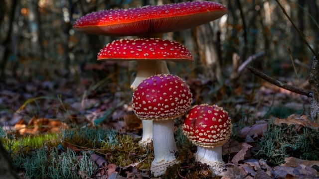 Mushroom Cultivation: Unveiling the Secrets of Mycelial Magic