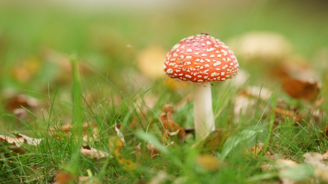 Unleashing the Fungi: A Beginner’s Guide to Growing Your Own Mushrooms