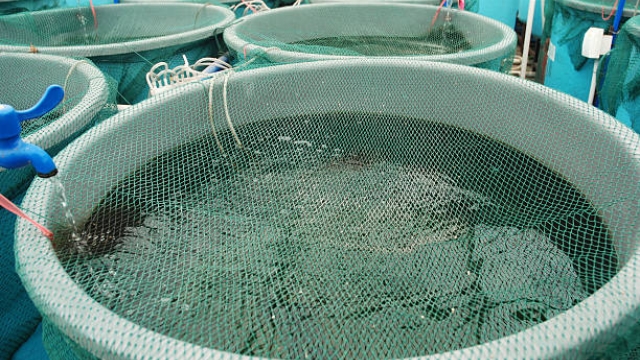 Revolutionizing the Deep: The Future of Aquaculture Technology