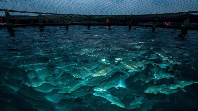 Revolutionizing the Waves: The Future of Aquaculture Technology