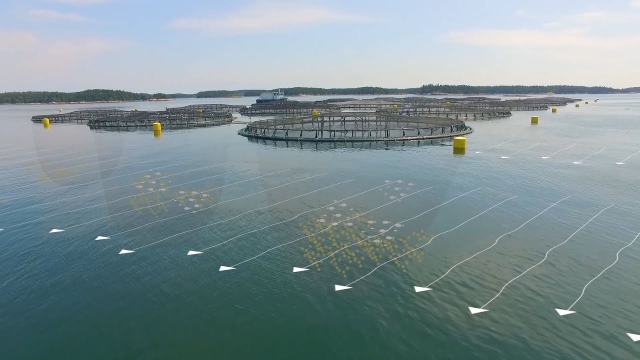 Revolutionizing the Waves: The Future of Aquaculture Technology