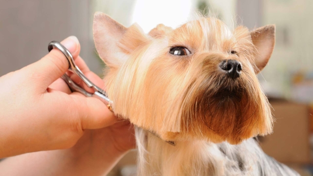 Pampered Paws: The Ultimate Guide to Your Pet’s Perfect Saloon Experience